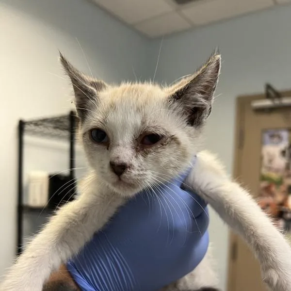 A young large-sized male Domestic Short Hair cat named Olaf for adoption in San Diego, CA