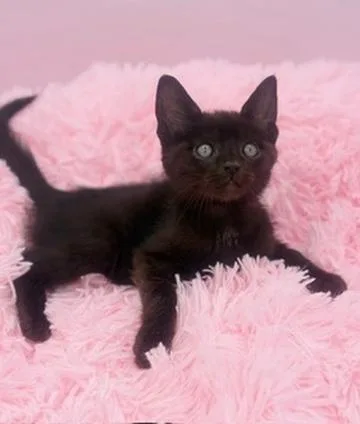 A baby medium-sized male Black Domestic Short Hair cat named Bulbasaur for adoption in Covington, LA