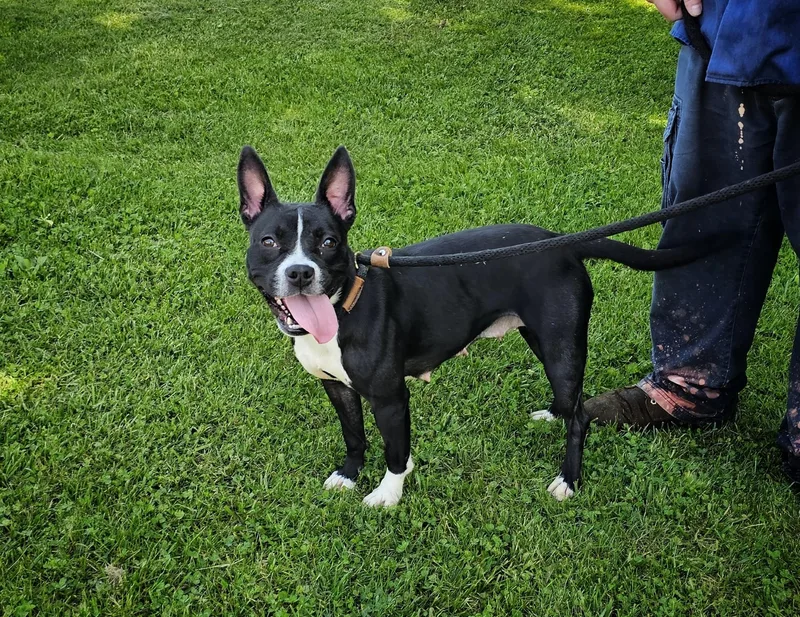 An adult medium-sized female Black Staffordshire Bull Terrier dog named Cricket for adoption in Bay City, MI