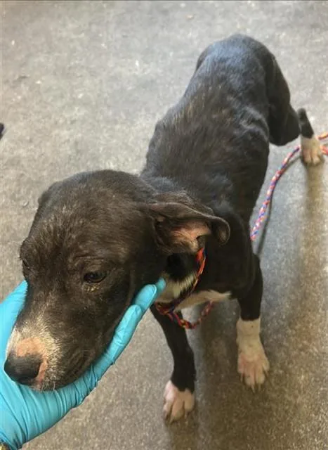 A young small-sized female Pit Bull Terrier dog named Mira for adoption in Sacramento, CA