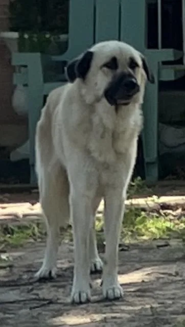 A young extra large-sized male Mixed Breed dog named Summer for adoption in Dallas, TX