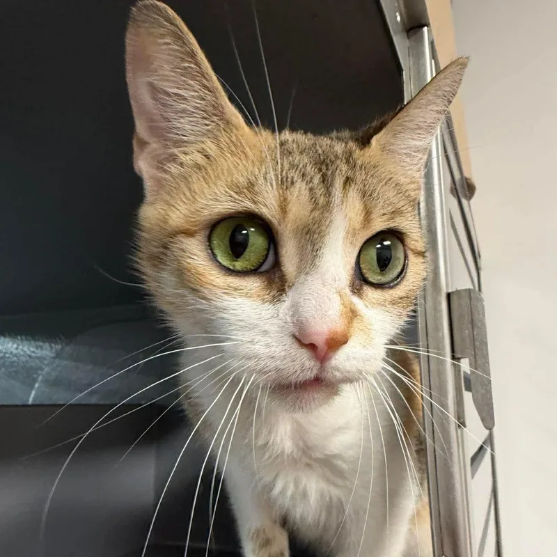 An adult medium-sized female Calico Domestic Short Hair cat named Aurendel for adoption in Palm Harbor, FL