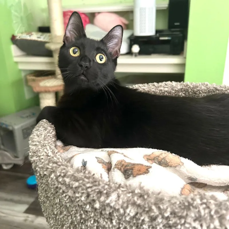 A baby small-sized male Black Domestic Short Hair cat named Frangelico for adoption in Fort Lauderdale, FL