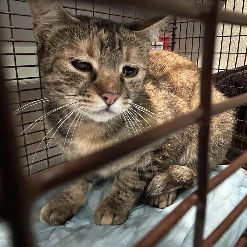 An adult medium-sized female Brown / Chocolate Domestic Short Hair cat named Cleopatra for adoption in San Gabriel, CA
