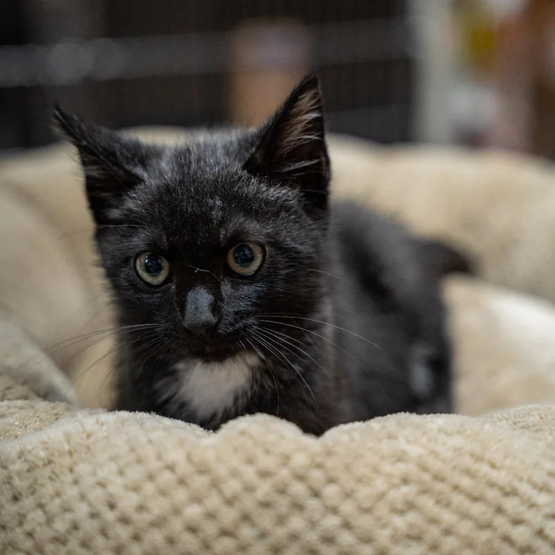 Toothless