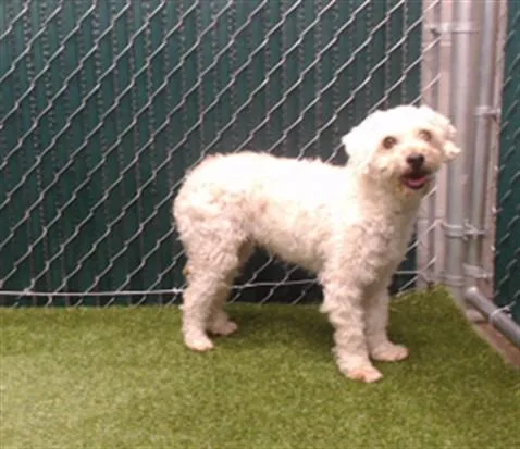 An adult medium-sized female Terrier dog named Dulce for adoption in Downey, CA