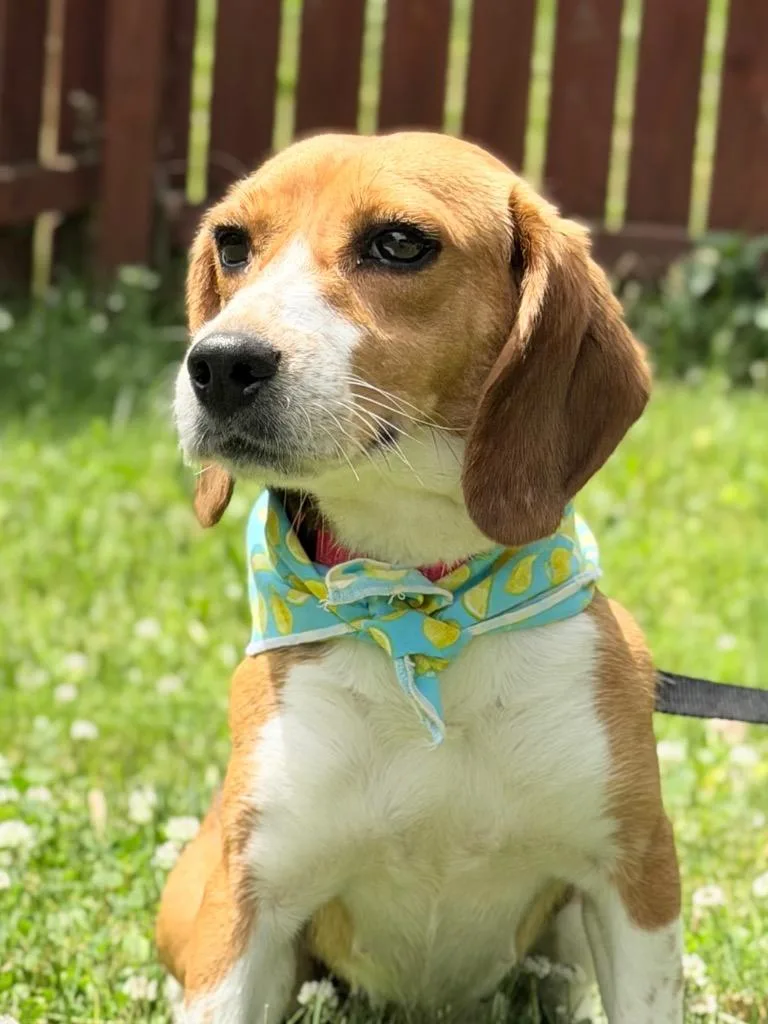 An adult medium-sized female Mixed Breed dog named Poppyseed for adoption in Menomonie, WI