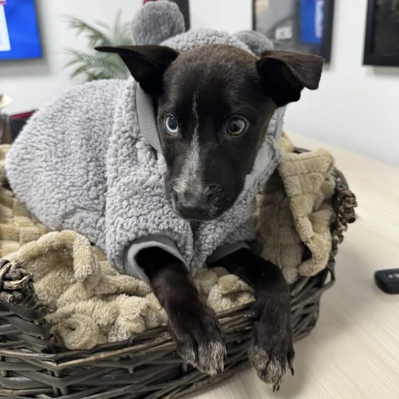 A baby small-sized female Black Labrador Retriever dog named Batsy for adoption in Beaumont, TX