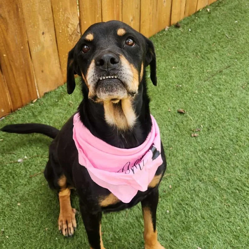 Pepsi Jum thumbnail 4