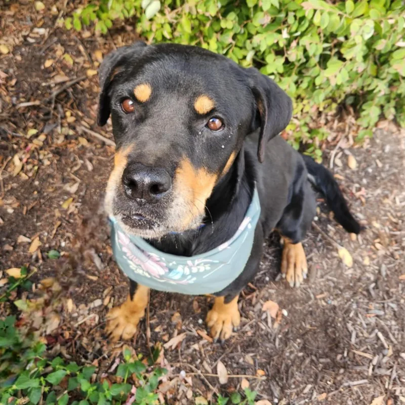 Pepsi Jum thumbnail 5