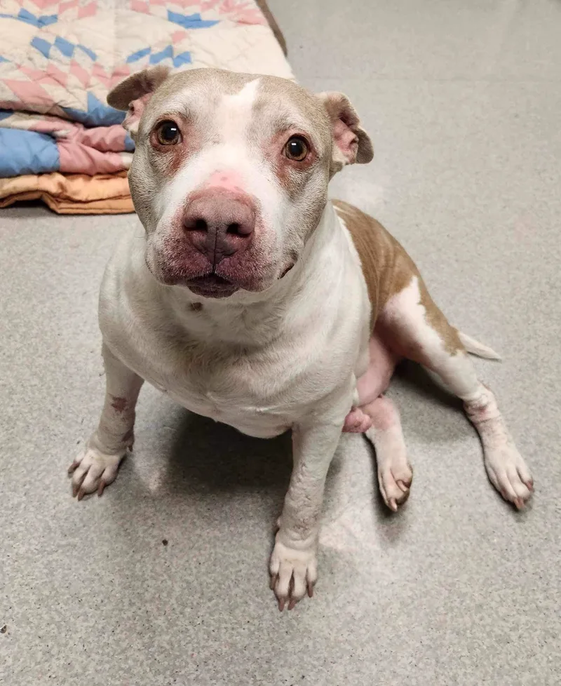 A senior large-sized female Pit Bull Terrier dog named Bella for adoption in Indianapolis, IN