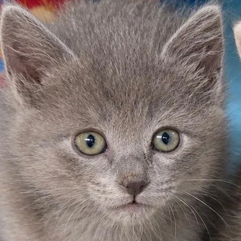 A baby medium-sized male Gray / Blue / Silver Domestic Medium Hair cat named Briar for adoption in Bulverde, TX