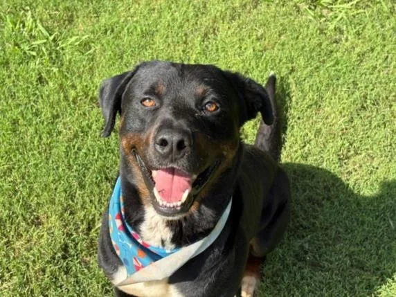 A young medium-sized male Pit Bull Terrier dog named Arnold for adoption in Tulsa, OK