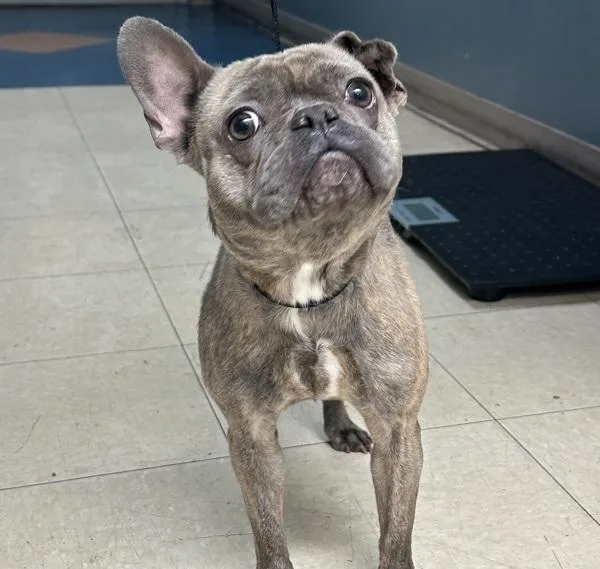 An adult small-sized female French Bulldog dog named Daffy for adoption in San Diego, CA