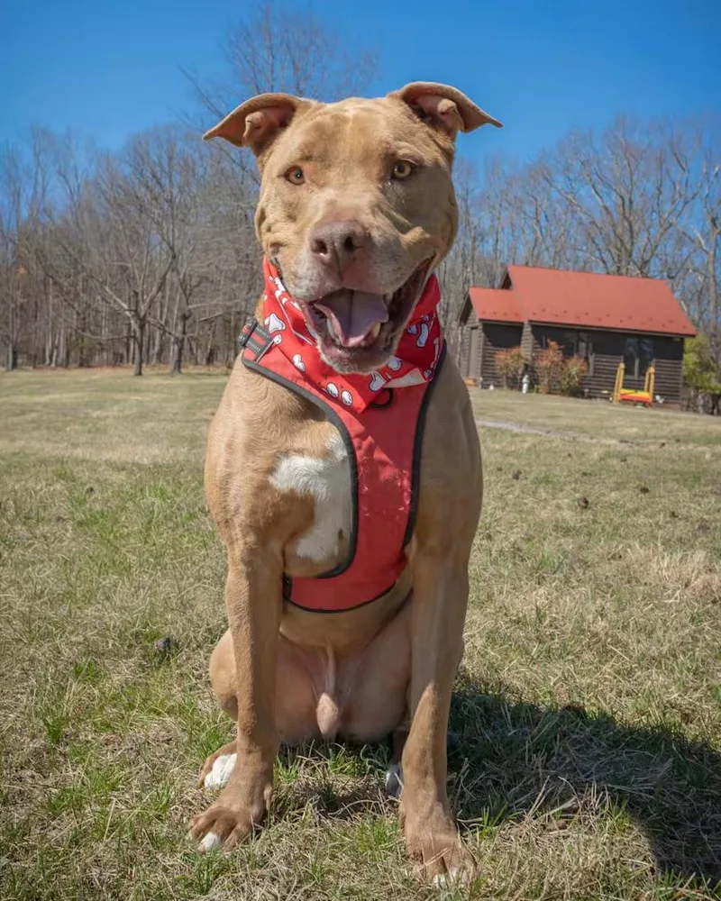 An adult large-sized male Yellow / Tan / Blond / Fawn Pit Bull Terrier dog named Patrick Henry  Sponsored! for adoption in Monterey, VA