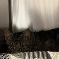 An adult medium-sized female Brown / Chocolate Domestic Short Hair cat named Marge for adoption in Asheville, NC