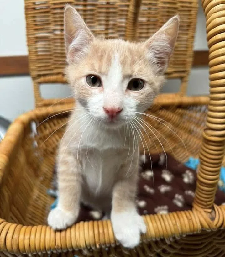 A baby medium-sized male Buff & White Domestic Short Hair cat named Kermit for adoption in Breinigsville, PA