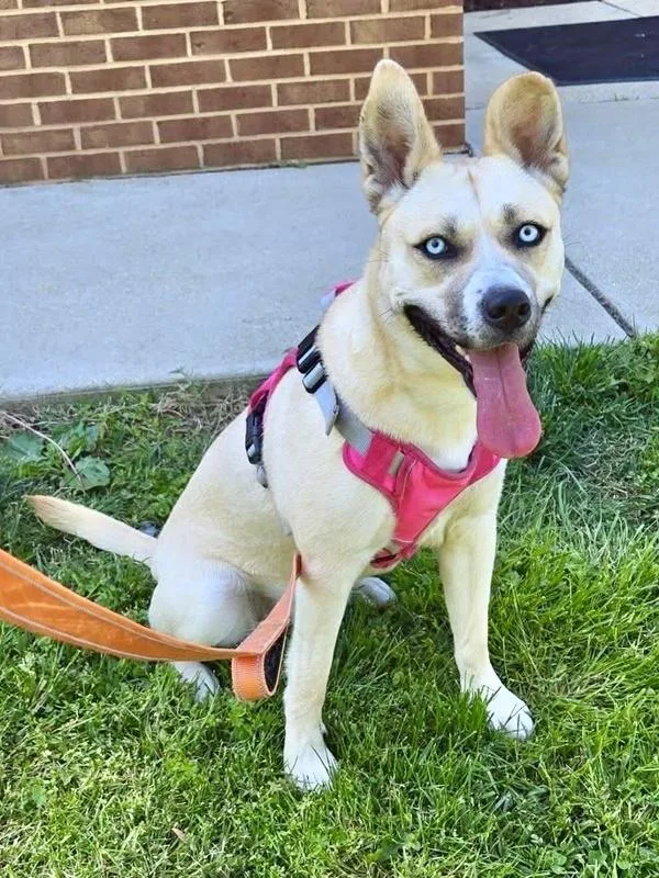 An adult medium-sized female Siberian Husky dog named Cinnamon for adoption in Millersville, MD