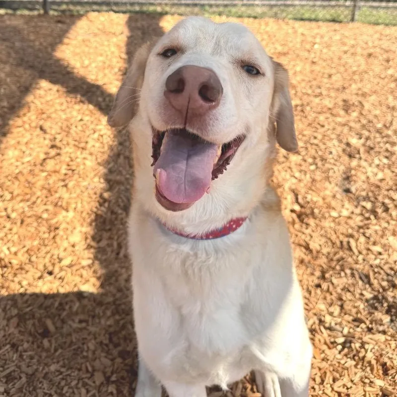 A senior large-sized male White / Cream Mixed Breed dog named Stanley for adoption in Jacksonville, FL
