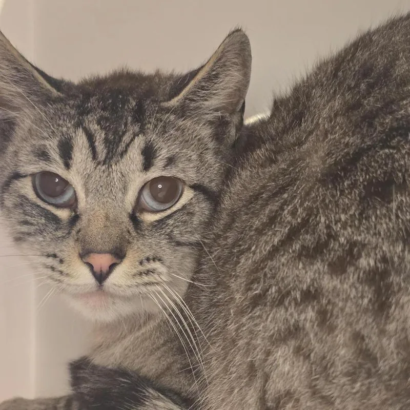 An adult large-sized male Domestic Short Hair cat named Luigi for adoption in Los Angeles, CA
