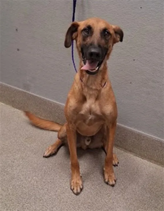 A young large-sized male Belgian Shepherd / Malinois dog named Lincoln for adoption in Las Vegas, NV