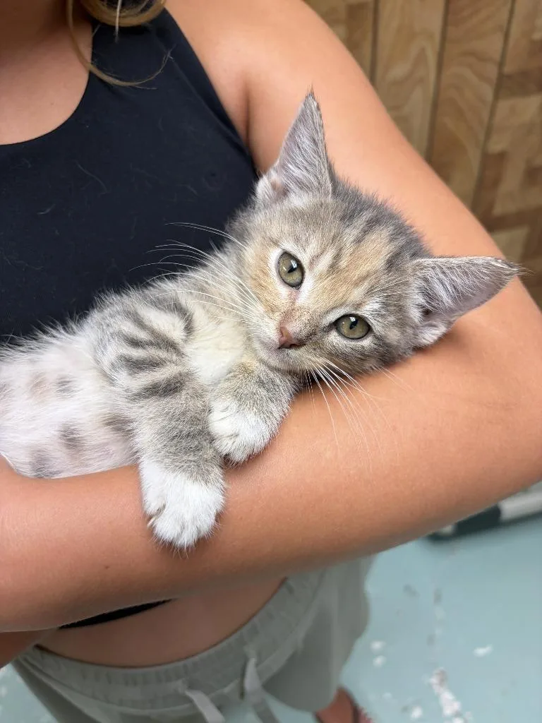 A baby medium-sized female Domestic Short Hair cat named Karen for adoption in Hamilton, OH