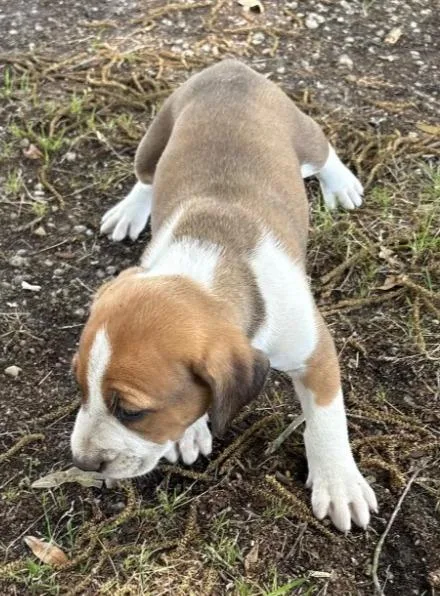 A baby medium-sized female Hound dog named Willow for adoption in Hartsville, SC