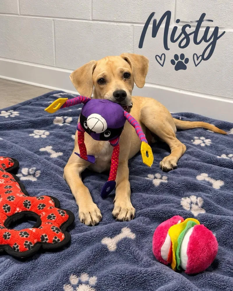 A baby medium-sized female Mixed Breed dog named Misty for adoption in Rock Hill, NY