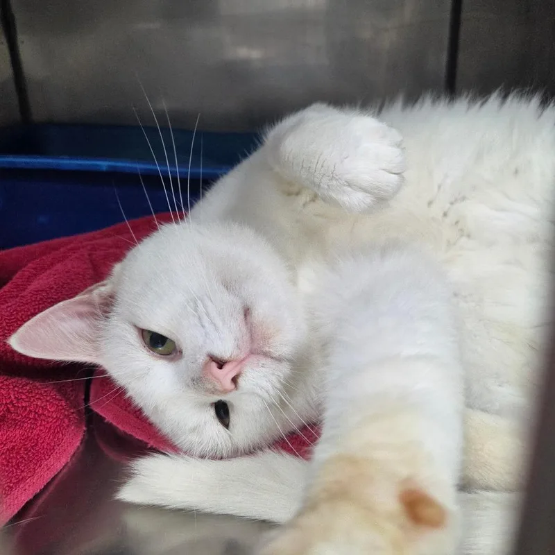 An adult medium-sized male Domestic Short Hair cat named Casper for adoption in Corydon, IN