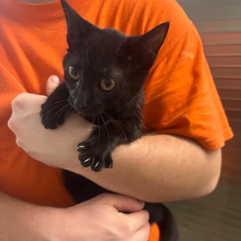 A baby small-sized female Black Domestic Short Hair cat named Levi for adoption in Clanton, AL
