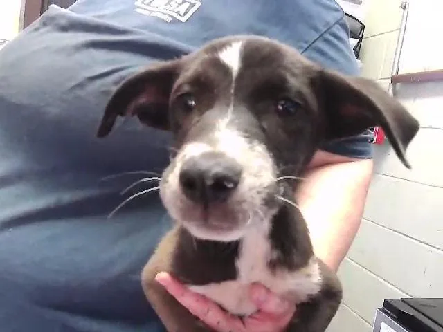 A baby small-sized male Pit Bull Terrier dog named Kane for adoption in Tulsa, OK