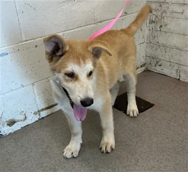 A baby small-sized male German Shepherd Dog dog named Gordo for adoption in San Bernardino, CA