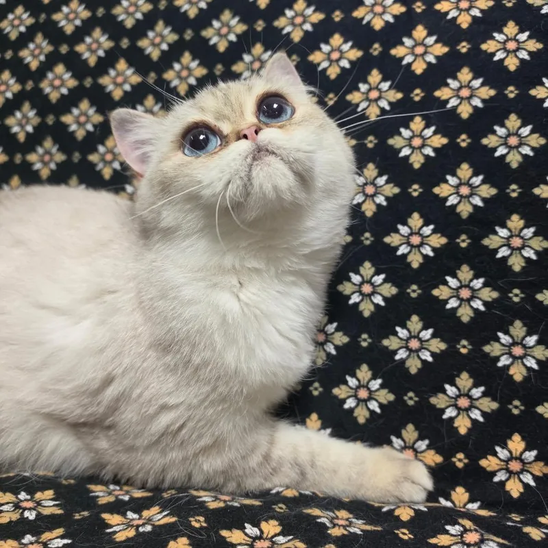 An adult medium-sized male Buff & White Persian cat named Prince Philip for adoption in Graham, WA