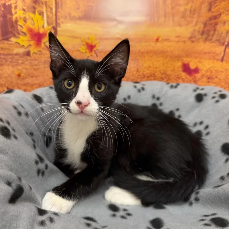 A baby small-sized male Domestic Short Hair cat named Corn for adoption in Newberg, OR