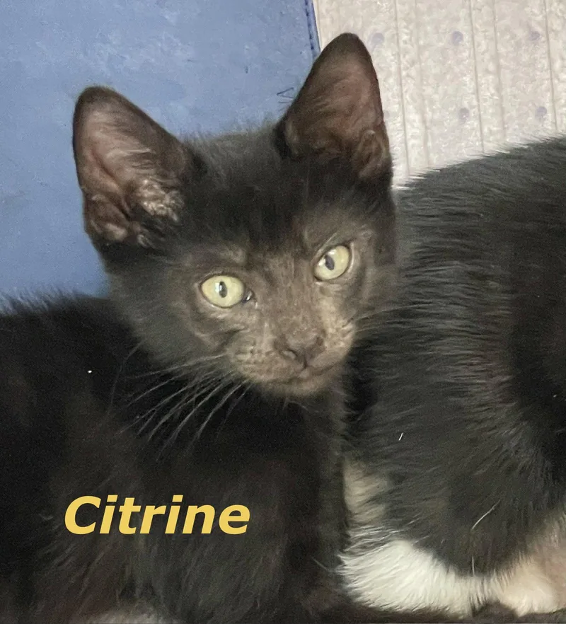 Citrine thumbnail 3