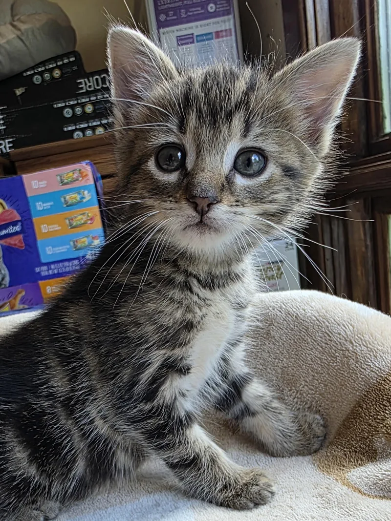 A baby medium-sized male Tabby (Brown / Chocolate) Domestic Short Hair cat named Squiggy for adoption in Bristol, TN