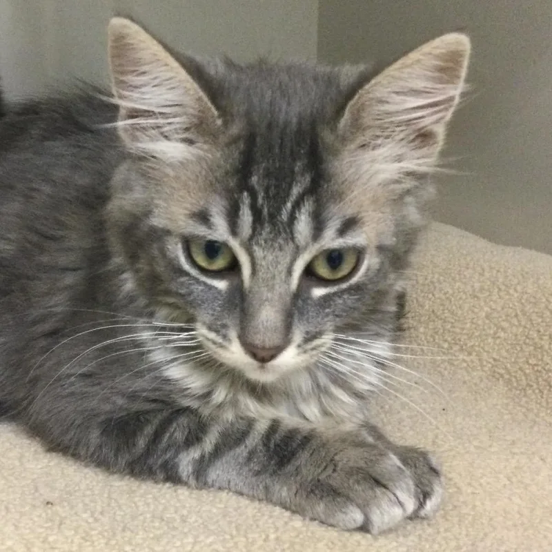 A baby small-sized female Brown / Chocolate Domestic Medium Hair cat named Milk for adoption in Redwood City, CA