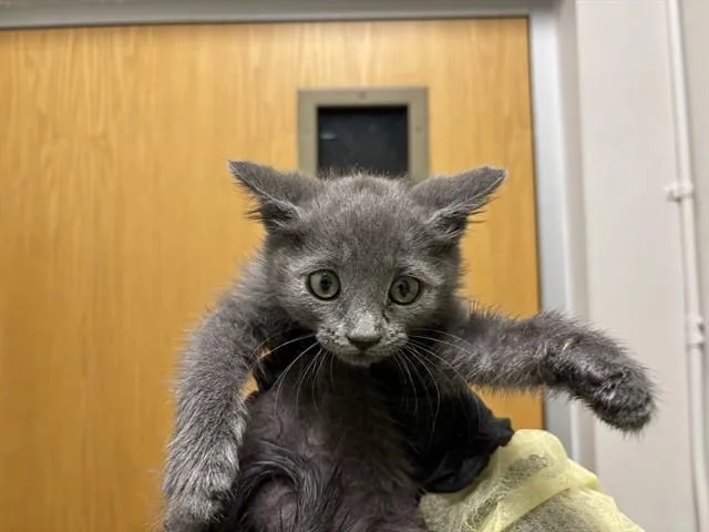 Nimbus