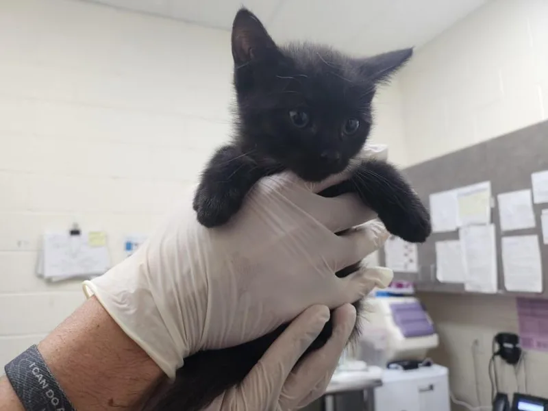 A baby small-sized male Domestic Short Hair cat named Simon for adoption in Santa Fe, NM