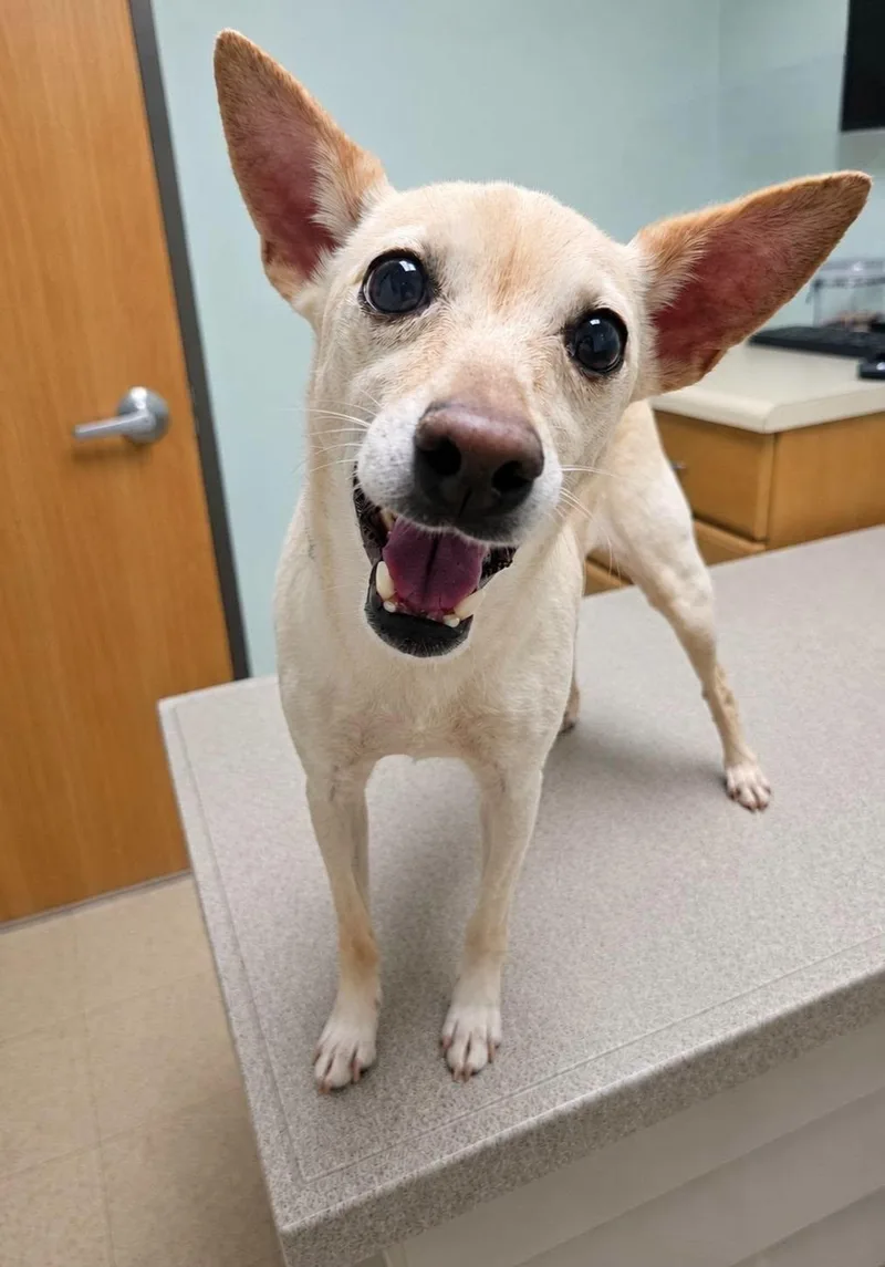 A senior small-sized male Mixed Breed dog named Angel for adoption in Fairmont, WV
