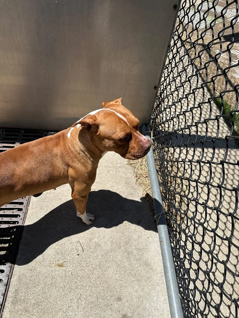 An adult medium-sized female Red / Chestnut / Orange Pit Bull Terrier dog named Taffeta for adoption in Chicago, IL