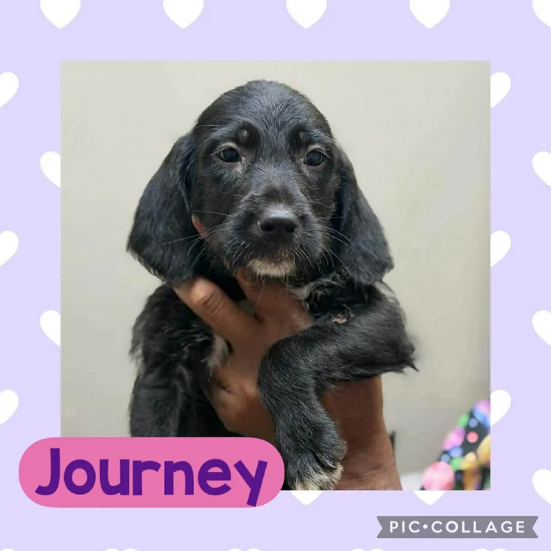 A baby small-sized female Black Dachshund dog named Journey for adoption in Ringwood, NJ