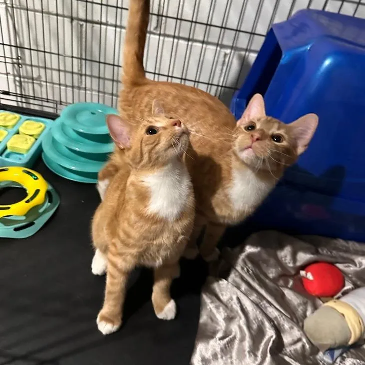 A young small-sized male Orange / Red Domestic Short Hair cat named Ernie for adoption in Greensburg, PA
