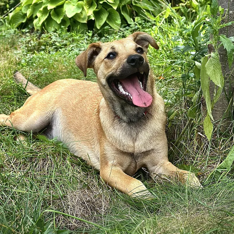 A young medium-sized female Labrador Retriever dog named Tilly for adoption in Duxbury, MA