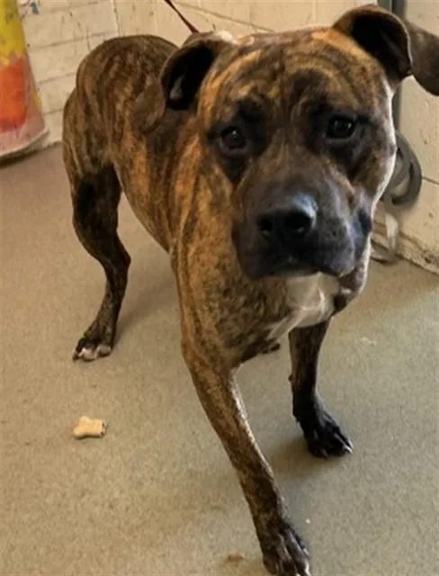 A young extra large-sized male Pit Bull Terrier dog named Julius for adoption in San Bernardino, CA