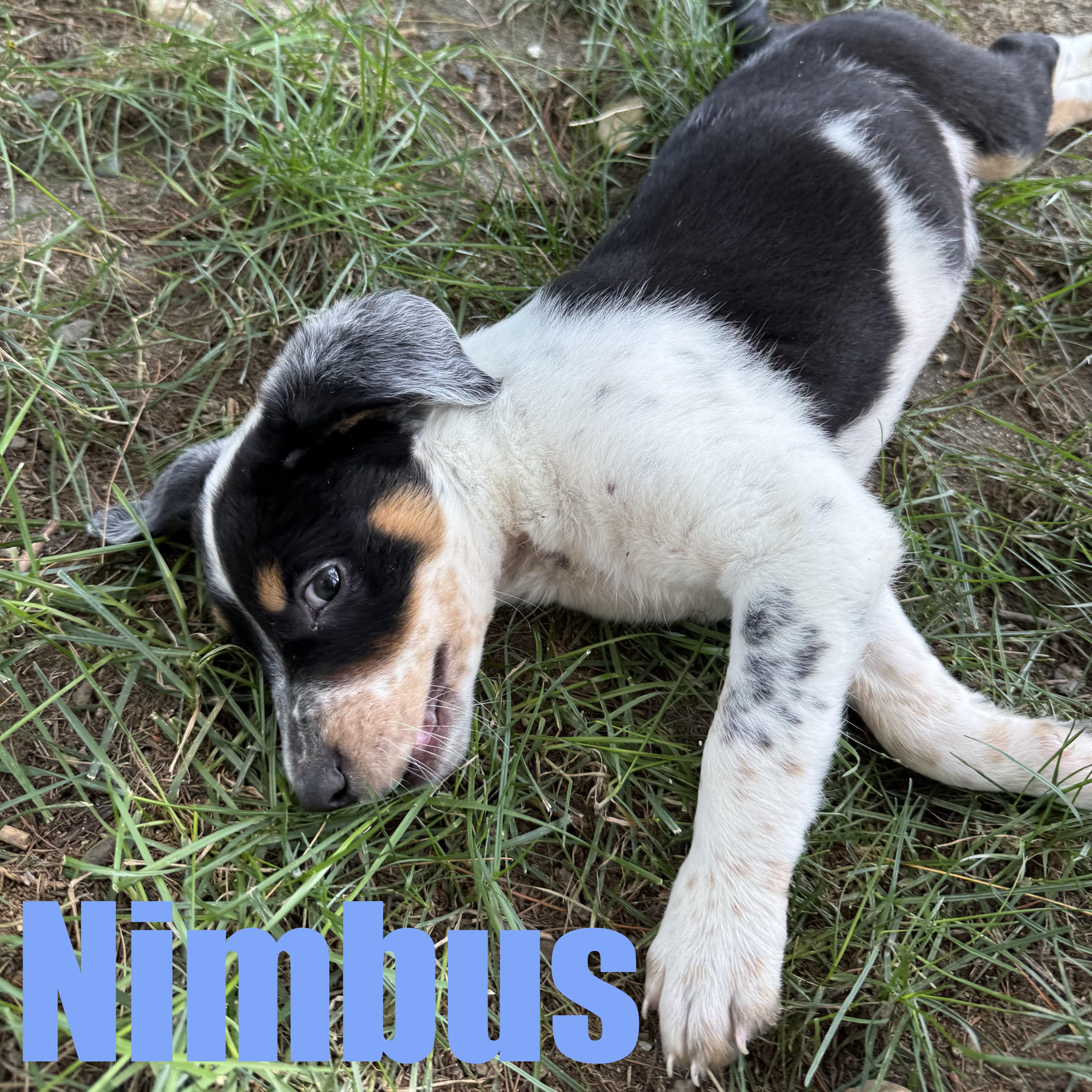 A baby medium-sized male Hound dog named Nimbus for adoption in Ellicott City, MD