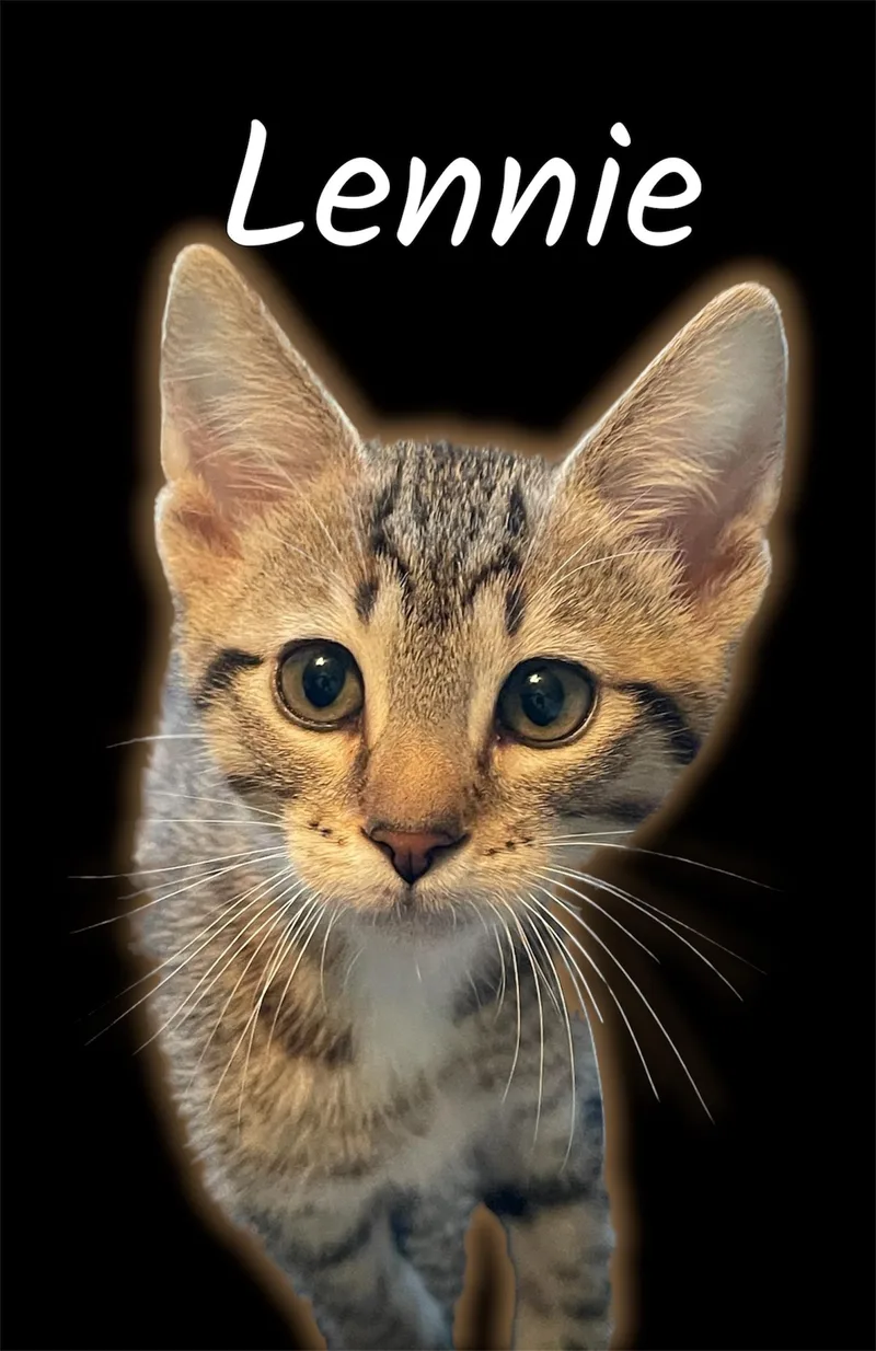 A baby small-sized male Tabby (Brown / Chocolate) Domestic Short Hair cat named Lennie for adoption in Auburn, CA