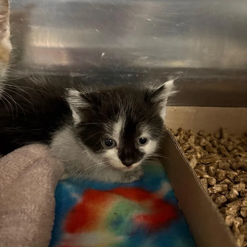 A baby small-sized female Black Domestic Short Hair cat named Baja Blast for adoption in Newark, NJ