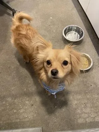 An adult small-sized male Chihuahua dog named Max FKA Merlin for adoption in West Chester, PA
