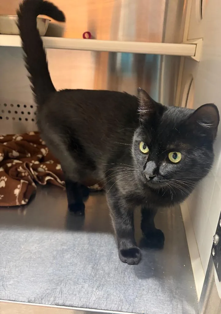 A young medium-sized male Domestic Short Hair cat named Filet Mignon for adoption in Fort Lupton, CO